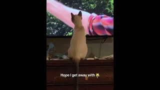 What Makes Siamese Cats Mesmerized by Television 🐱 [upl. by Gamal]