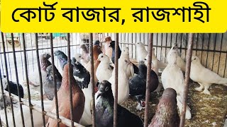 22 October  Update Price of Pigeons from Court BazarRajshahi  Rajshahi Local Pigeon Market [upl. by Dnar526]