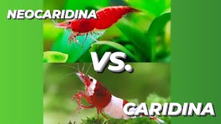 quotNeocaridina vs Caridina Shrimp Whats the Differencequot [upl. by Riobard843]