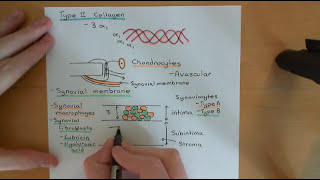 Rheumatoid Arthritis and Antirheumatoid Drugs Part 2 [upl. by Ericksen]