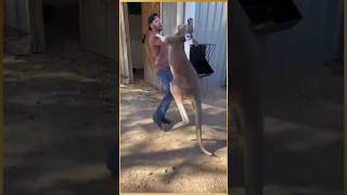 Women rescue baby kangaroo kangaroo facts animals education rescue shorts [upl. by Arica]