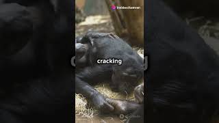 Chimpanzee Fun Facts You Didnt KnowChimpanzee Fun Facts You Didnt Know [upl. by Krischer202]