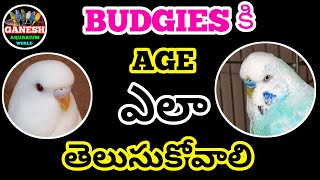 budgies amp lovebirds కి age ఎలా తెలుసుకోవాలి Ganeshworldkakinada [upl. by Hairom38]