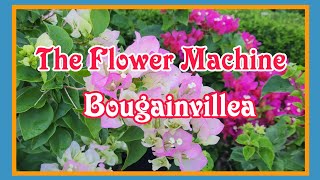 Bougainvillea The Flower Machine [upl. by Atteuqnas]