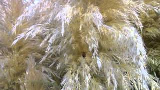 Pampas Grass Polination [upl. by Ahsaz]