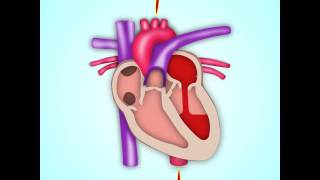 Como funciona um coração [upl. by Piotr]
