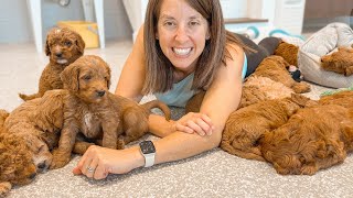 16 Goldendoodle Puppies Take Over The Garage Nursery [upl. by Demahom949]