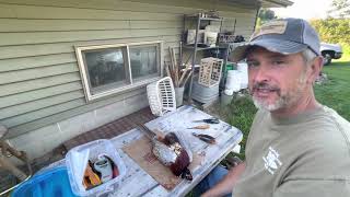 Pheasant skinning for feather art [upl. by Cheffetz]