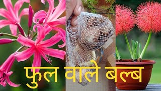 Narain flower bulb and football lily bulb online shopping review [upl. by Elohc]