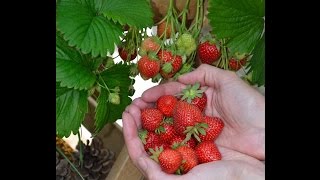 Erdbeeren durch Ableger vermehren [upl. by Noswal]