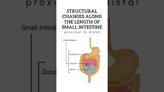 Structural changes along the length of small intestine from proximal to distal shorts anatomy [upl. by Dolorita]