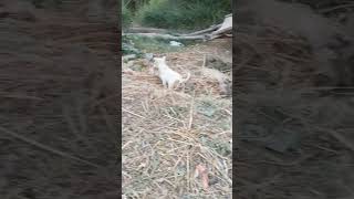 My dog searching lizard 🦎like dogsubscribe short [upl. by Meijer]