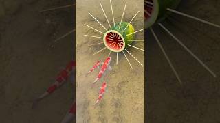 Survival Skills Simple But Very Useful fish trap with watermelon short survival outdoors [upl. by Brandtr]