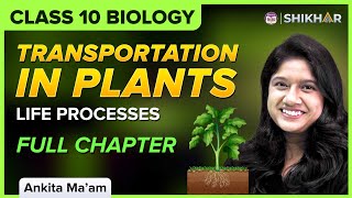 Class 10 How do plants transport water and minerals  Life Processes  Biology [upl. by Wayland980]