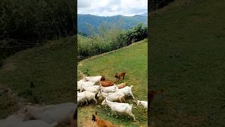 How does a dog herd a goat [upl. by Delaine]