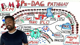 IP3 DAG pathway  G Protein Coupled Receptors GPCR [upl. by Perusse792]