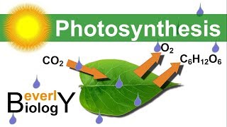 Photosynthesis in detail [upl. by Adlai119]