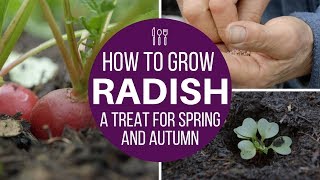 How to grow radish multisow or direct for fast harvests spring and autumn [upl. by Eikcor]