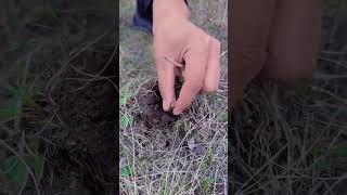 Digging for Cordyceps FreshCordyceps cordycepsfungus fungus mushroomlife farming nature [upl. by Crosse]