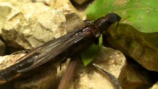 Shiptimber Beetle of Costa Rica [upl. by Elga]