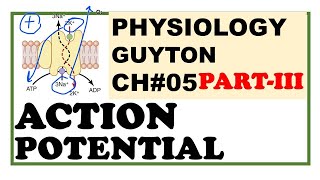 Action Potential in the Neuron [upl. by Tiphani]