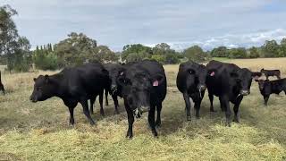 JH MCINNES “CHURINGA” EVERTON  33X33 ALPINE BLOOD HEIFERS amp CALVES  PROMO VIDEO [upl. by Annyrb68]