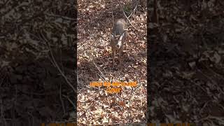 Big buck runs towards bow hunter after shot hunting deerhunting bigbucks bowhunting hunting [upl. by Steffie]