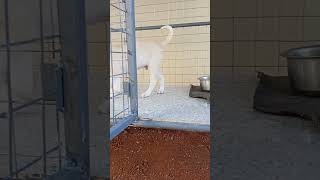 Lab dog kutta ka video Patiya video [upl. by Aneekahs]