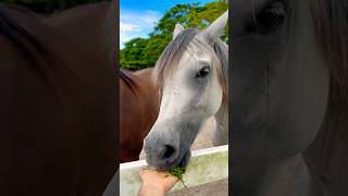 enjoying the grass 🌿😍😍 horse horses horselover [upl. by Lund271]