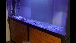 350 Gallon Acrylic Aquarium FOR SALE See description [upl. by Nwahsav661]