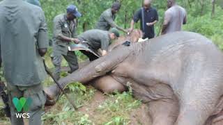 Elephant Collaring in Yankari Game Reserve  WCS Nigeria [upl. by Eilama]