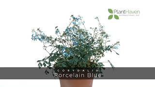 PlantHaven 360 Video  Corydalis HILLIER™ ‘Porcelain Blue’ [upl. by Eicarg23]