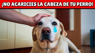 NO ACARICIES más la cabeza de tu perro hasta ver esto  ¡Quedarás en shock [upl. by Eresed]