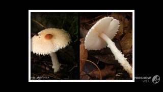 Lepiota clypeolarioides  fungi kingdom [upl. by Wandie256]