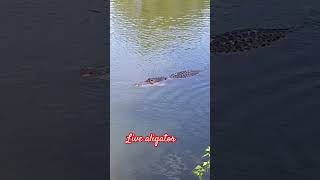 Live aligator [upl. by Concha522]