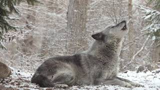 Wolfs Sweet Voice Inspires 50 Wolves to Howl [upl. by Miharba]