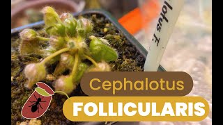 Cuidados de la CEPHALOTUS FOLLICULARIS [upl. by Fasano]