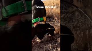 It’s CHUKAR season chukarhunting shorts hunting huntingdog gundog chukar hunt birddog [upl. by Anavas]