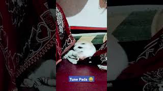 Tune Pada short reelshortvideo cat padang vairalvideo minivlog [upl. by Ravilob]