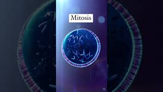 Mitosis is a fundamental process of cell division that occurs in eukaryotic cells [upl. by Pollyanna362]