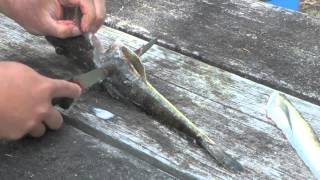 How To Skin and Fillet a Flathead  easily [upl. by Noland708]