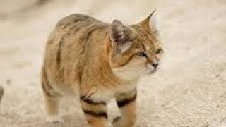 The Sand Cats  Brave Cats youtubeshorts funnycats طنجة دمشق مصر العراق الأردن india [upl. by Nahpos]