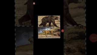 Arctodus Simus vs Ngandong Tiger [upl. by Fabyola147]