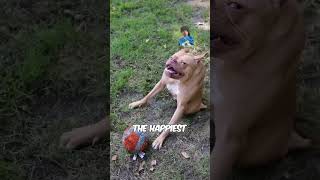 dog puppy funny animals pitbull we have a alian dog👽 [upl. by Auof]