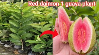 Red daimon guava 1 plant available 7427924075 [upl. by Bergess568]