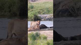 Lionesses Feast Interrupted A Crocodile Claims Its Share [upl. by Zacek670]