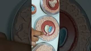 General Embryology Model  1st Year MBBS [upl. by Carli]