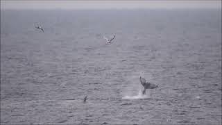 Whales at Bonavista NL [upl. by Schwerin]