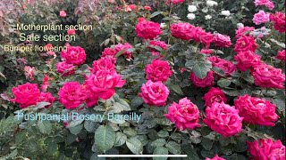 🌹 Motherplants  Character  Bumper Flowering  Stock update  Pushpanjali Rosery [upl. by Garris]