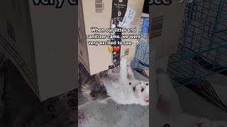 My excited babies ❤️😻 cat cutecat catlover catlitter cats catvideos catshorts catlovers yt [upl. by Zsazsa]